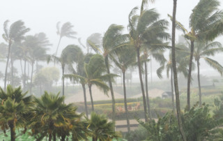 Palm trees in a hurricane coastline