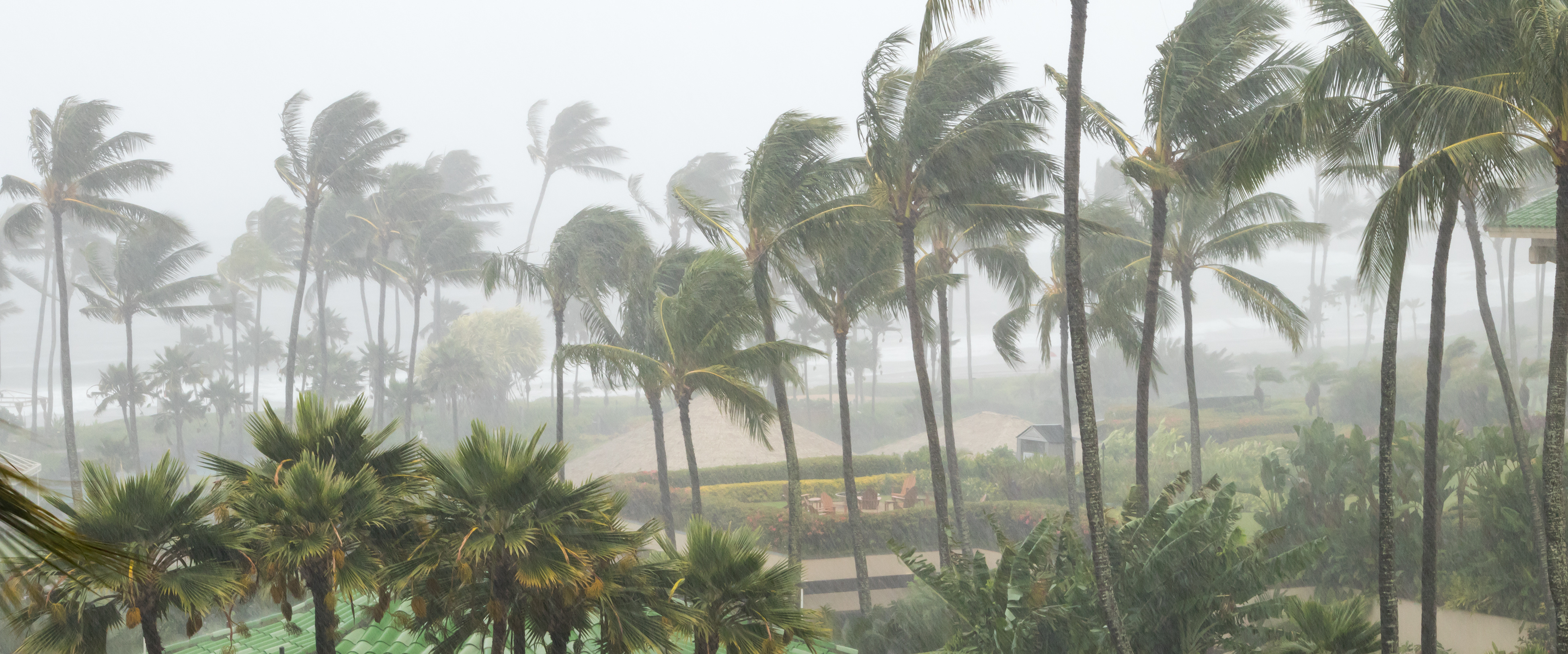 Palm trees in a hurricane coastline
